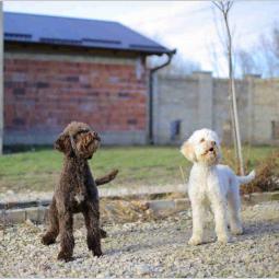 lagotto romagnolo besplatni mali oglasi