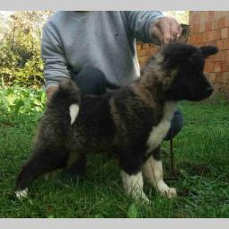 američka akita štene besplatni mali oglasi
