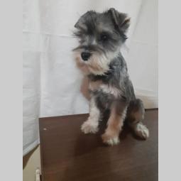 patuljsti šnaucer mužjak besplatni mali oglasi