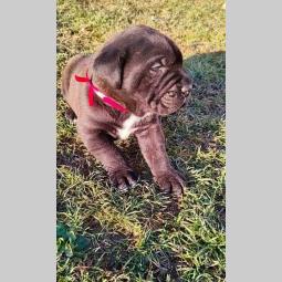 cane corso štenci besplatni mali oglasi