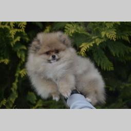 pomeranac štene besplatni mali oglasi