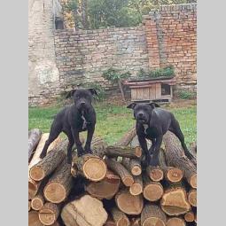 pit bull štenci besplatni mali oglasi