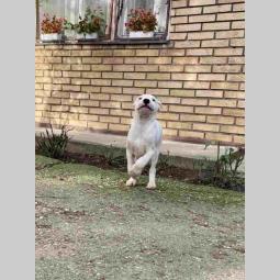 dogo argentino štenci besplatni mali oglasi