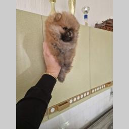pomeranac štenci besplatni mali oglasi