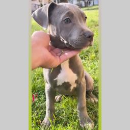 pit bul štenci besplatni mali oglasi