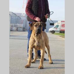presna canario štenci besplatni mali oglasi