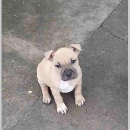 pit bul štanci besplatni mali oglasi