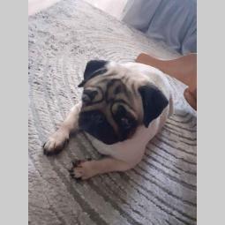 mops štenci besplatni mali oglasi