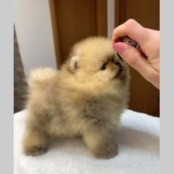 pomeranac štenci besplatni mali oglasi