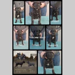 cane corso vrhunski štenci besplatni mali oglasi