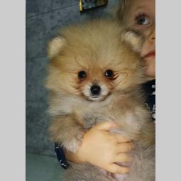 pomeranac boo besplatni mali oglasi