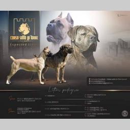 cane corso štenci besplatni mali oglasi