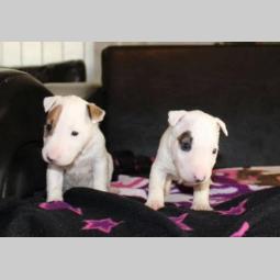 mini bul terijeri štenci besplatni mali oglasi