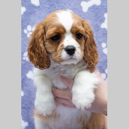 cavalir king charles spaniel štenci besplatni mali oglasi