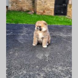 japanska akita inu štenci besplatni mali oglasi