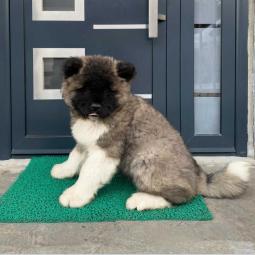 americka akita štenci besplatni mali oglasi