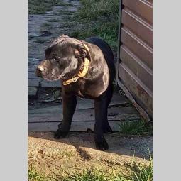 pit bul mužjak besplatni mali oglasi