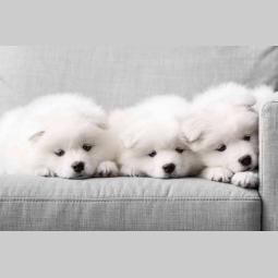 simbirski samojed štenci besplatni mali oglasi