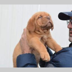 bodroške doge štenci besplatni mali oglasi