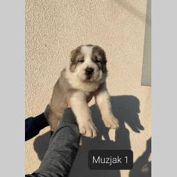 srednjeazijski ovčar štenci besplatni mali oglasi