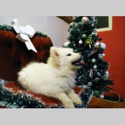 samojed štenci besplatni mali oglasi