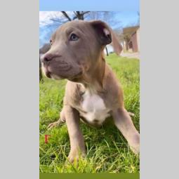 pit bul štenci besplatni mali oglasi