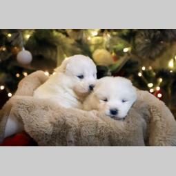 samojed štenci besplatni mali oglasi