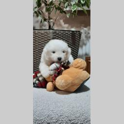 samojed štenci besplatni mali oglasi