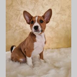 basenji štene besplatni mali oglasi