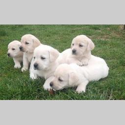 labradora štenci besplatni mali oglasi