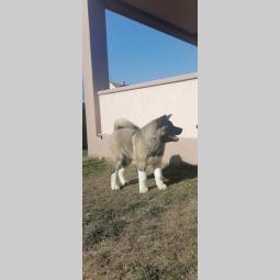 američka akita ženka besplatni mali oglasi