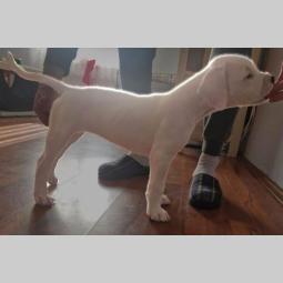 dogo argentino štenci besplatni mali oglasi