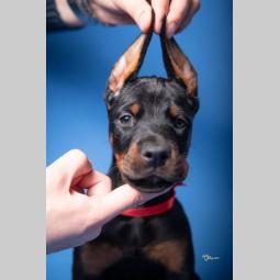 doberman štenci besplatni mali oglasi