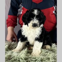 portugalski vodeni pas portuguese water dog štenci besplatni mali oglasi