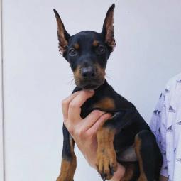 dobermani štenci besplatni mali oglasi