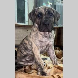 presa canario štenci besplatni mali oglasi
