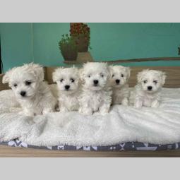 maltezer štenci besplatni mali oglasi