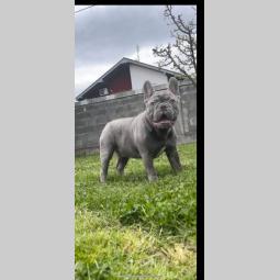 američki pitbull terijer i francuski buldog štenci besplatni mali oglasi