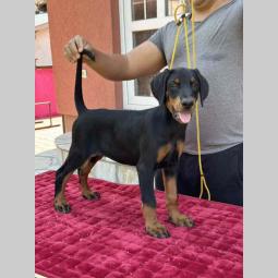 vrhunsko leglo dobermana staro 2 meseca besplatni mali oglasi