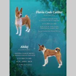 top štenci basenji besplatni mali oglasi