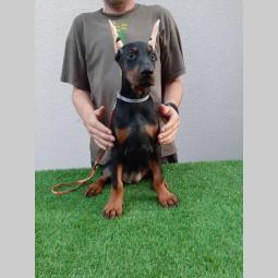 štenci dobermana besplatni mali oglasi