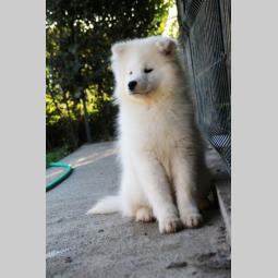 samojed štene besplatni mali oglasi