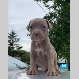pit bul terijer štenci besplatni mali oglasi