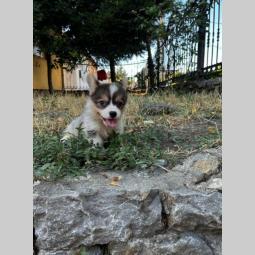 velški korgi pembrok prelepi štenci besplatni mali oglasi