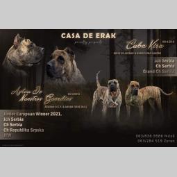 presa canario prelepi štenci besplatni mali oglasi