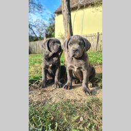 cane corso prelepi štenci besplatni mali oglasi