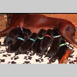 doberman prelepi štenci besplatni mali oglasi