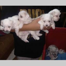 prelepi štenci maltezera prodaja besplatni mali oglasi
