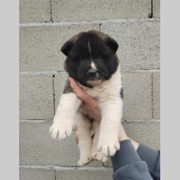 americka akita štenci besplatni mali oglasi