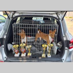 top basenji štenci besplatni mali oglasi